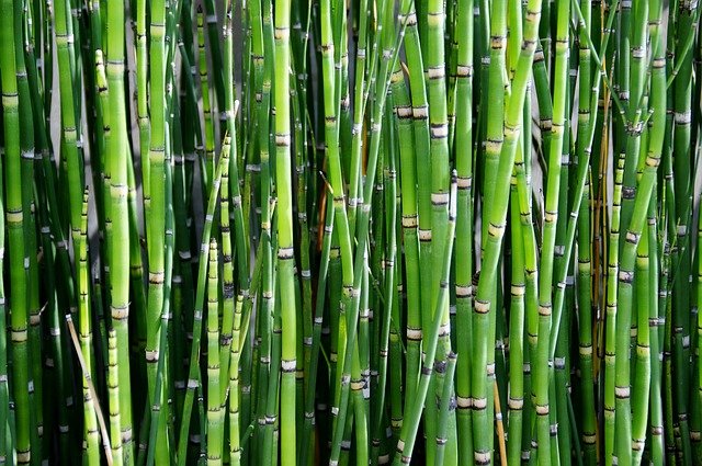 5 plantes de bambou non traçantes